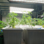 cannabis in pots