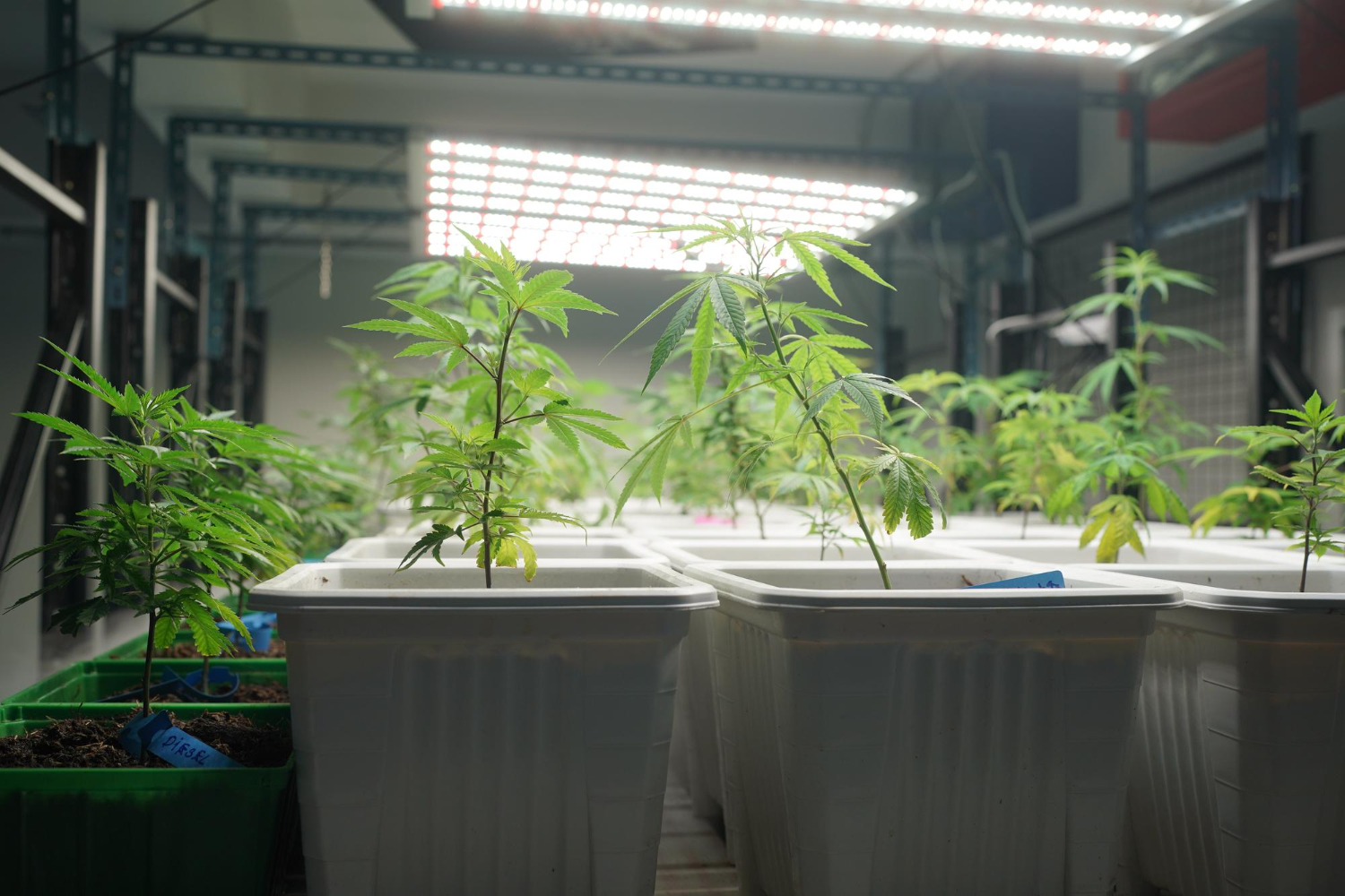 cannabis in pots