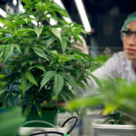 growing cannabis