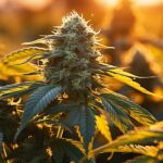 cannabis in the field